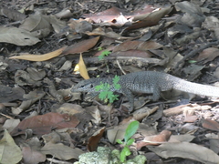 Varanus bengalensis