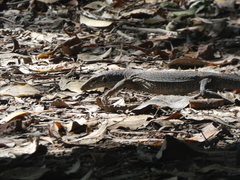 Varanus bengalensis