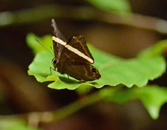 Abisara fylla