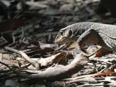 Varanus bengalensis