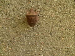 Euschistus servus euschistoides