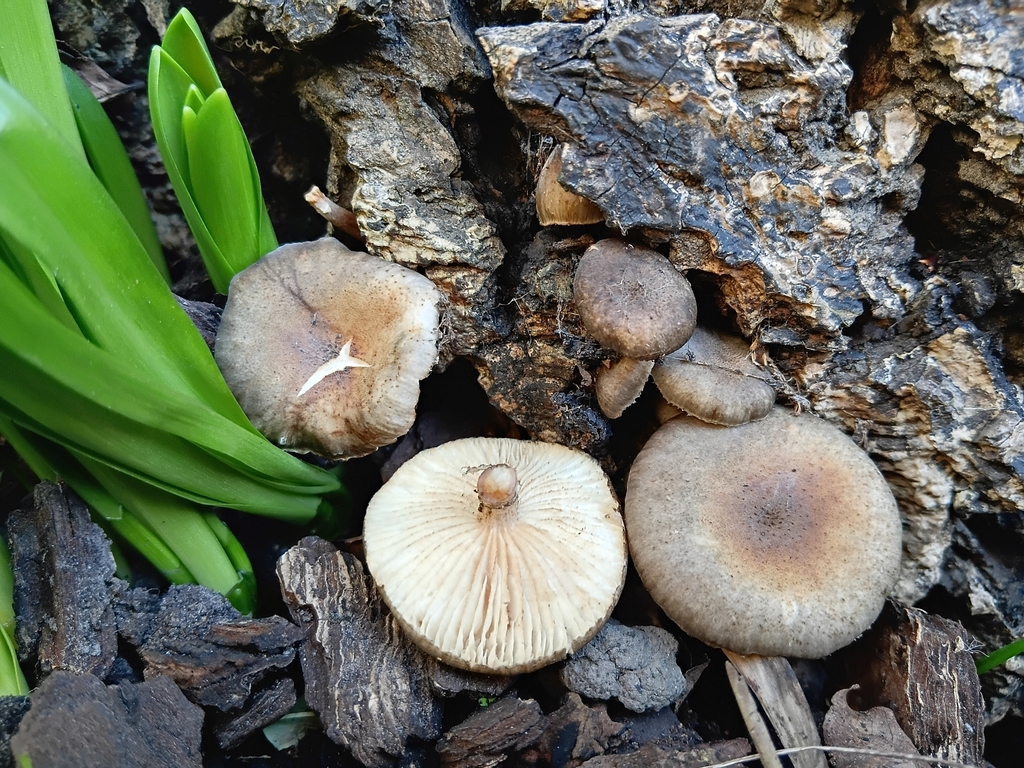 Armillaria novae-zelandiae · July 2025 · photo: © alice_shanks (iNaturalist, cc-by)