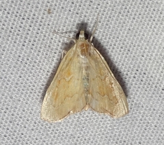 Glaphyria glaphyralis