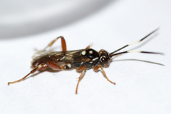 Cratichneumon subfilatus