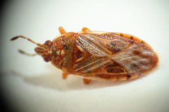Chilacis typhae