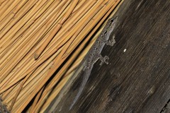 Lygodactylus chobiensis