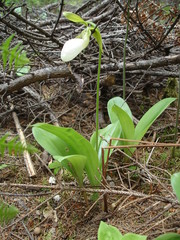 Cypripedium acaule image