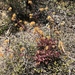 Crassula pubescens - Photo (c) Sean Privett, algunos derechos reservados (CC BY-SA), subido por Sean Privett