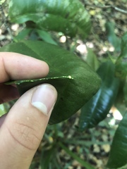 Garcinia warrenii
