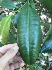 Garcinia warrenii