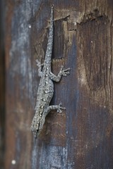 Lygodactylus chobiensis