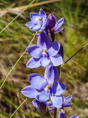 Thelymitra juncifolia