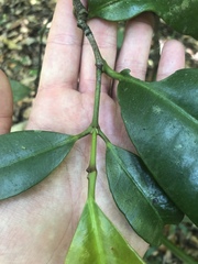 Garcinia warrenii