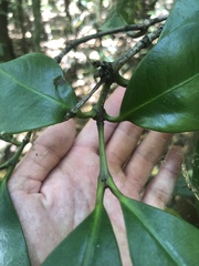 Garcinia warrenii