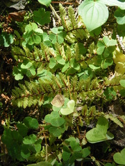 Oxalis montana image