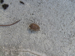 Euschistus servus euschistoides