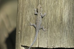 Lygodactylus chobiensis