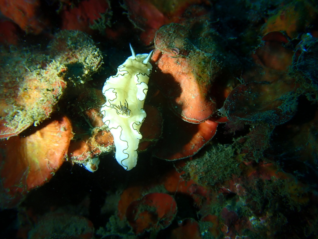 Black-margined Nudibranch