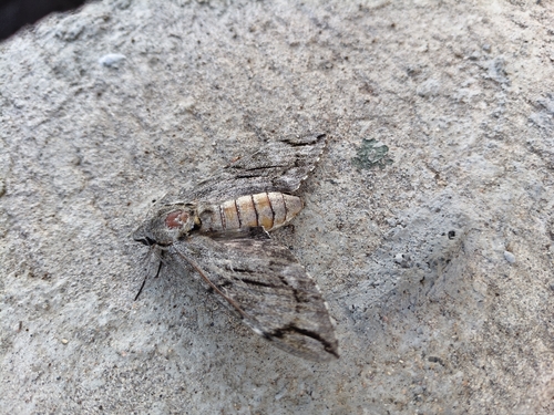 Plain grey hawkmoth