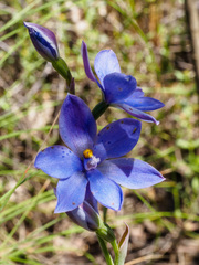 Thelymitra juncifolia