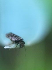 Lepidopsocidae