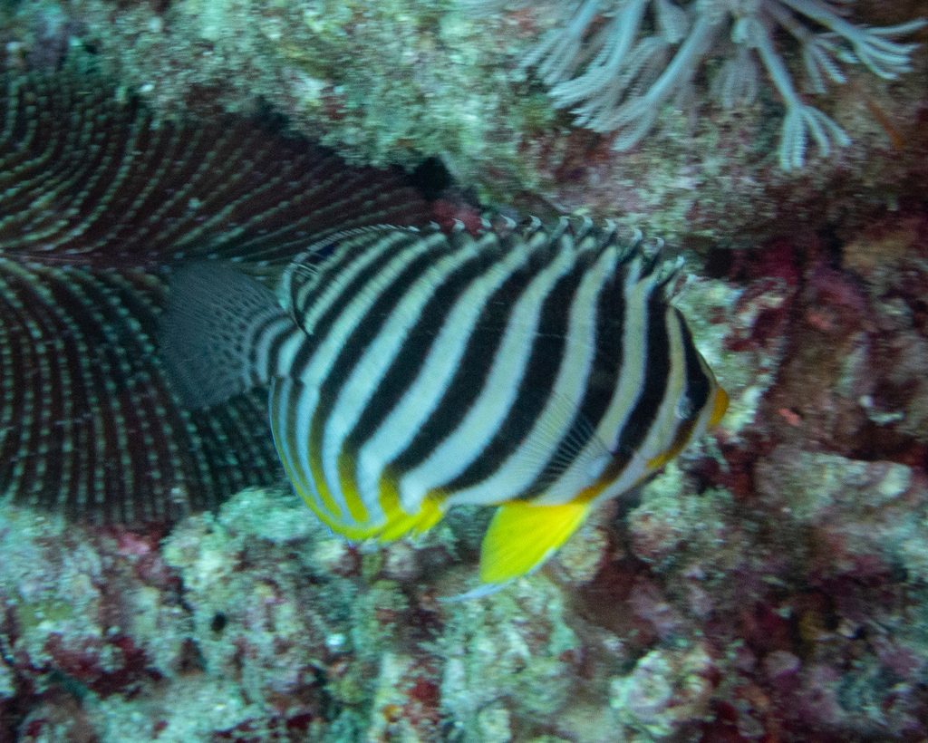 Centropyge multifasciata