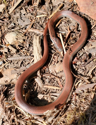 Forest Sharp-tailed Snake
