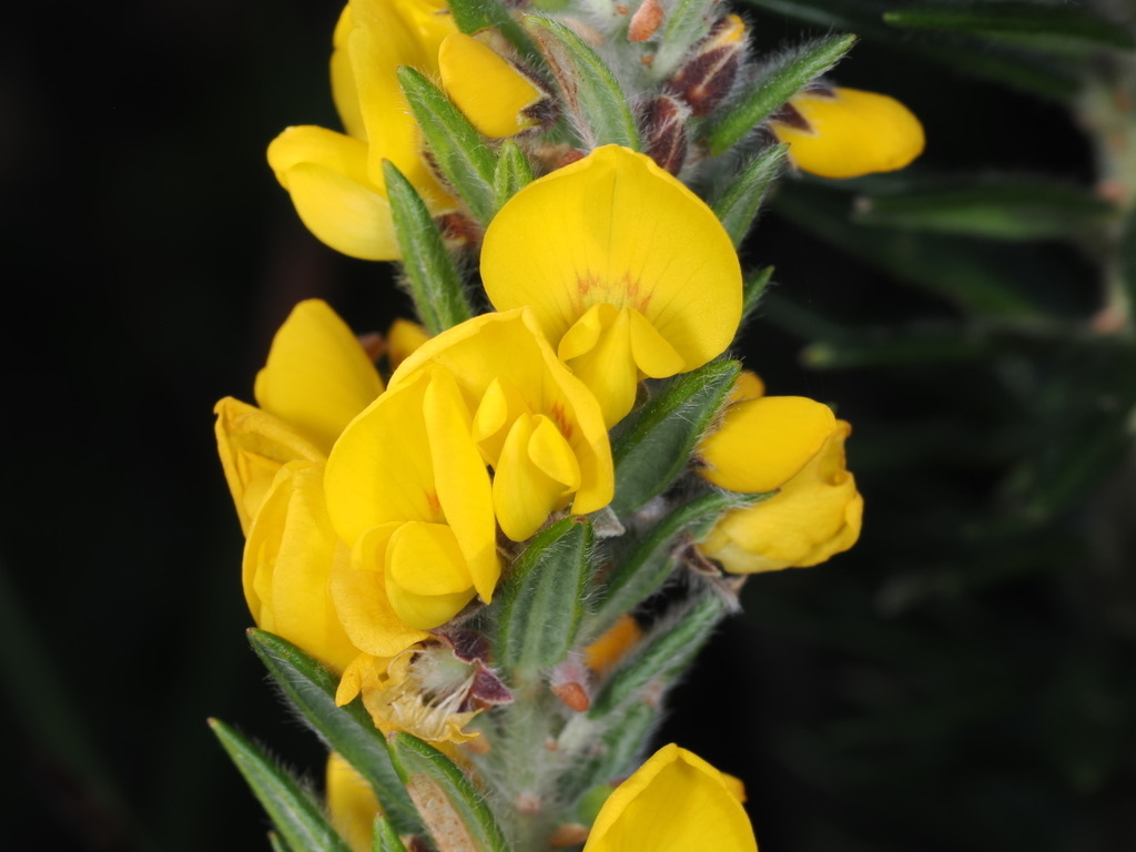 pointed aotus