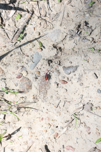 Eastern Boxelder Bug