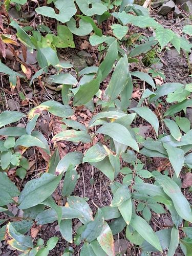 Convallaria pseudomajalis (Convallaria pseudomajalis)