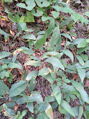 Convallaria pseudomajalis, photograph (c) Bob Schwartz, some rights reserved (CC BY)