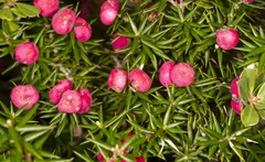 Leptecophylla oxycedrus