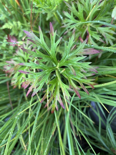 Geranium soboliferum, photograph 2
