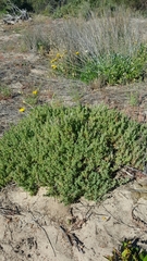 Threlkeldia diffusa