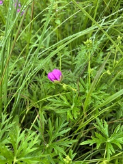 Geranium soboliferum