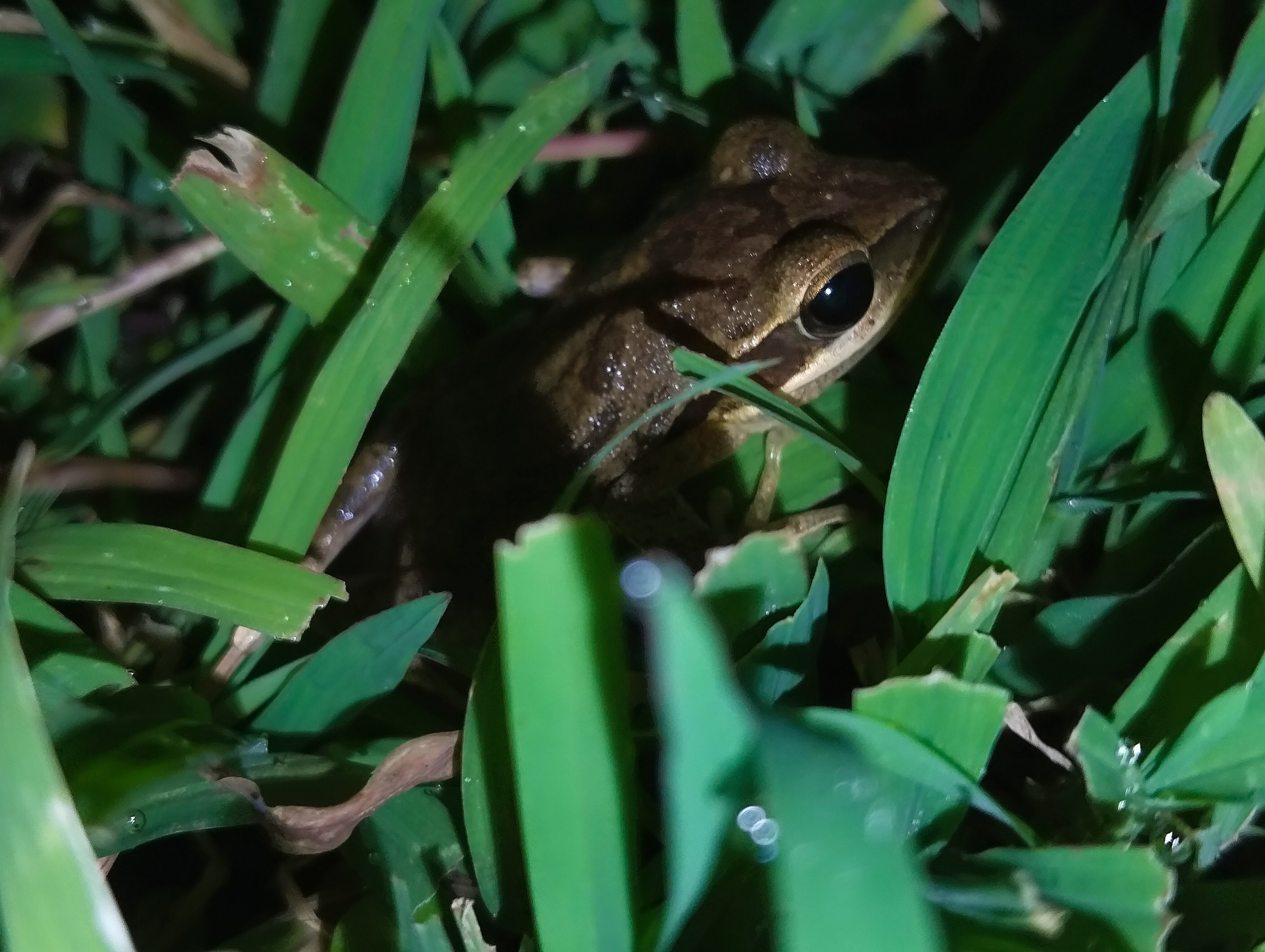 Big-Headed Whipping Frog