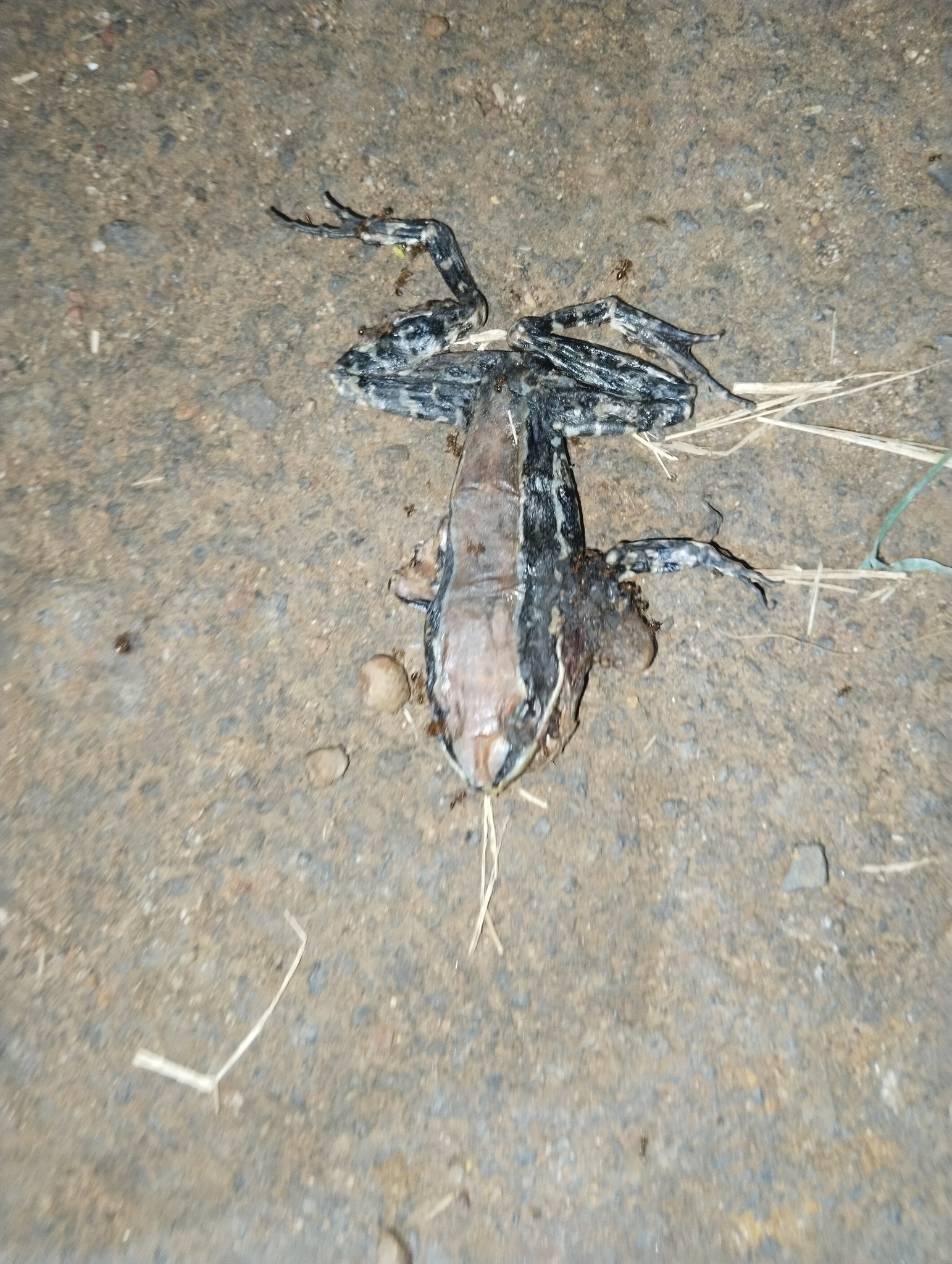 Wide-Range Fungoid Frog