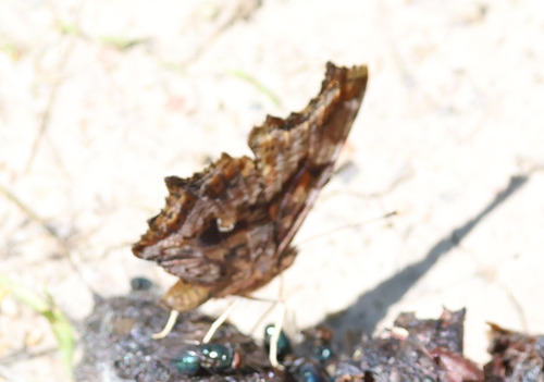 Eastern Comma
