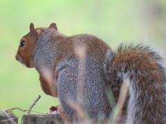 Sciurus carolinensis