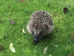 Erinaceus europaeus