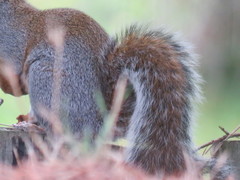 Sciurus carolinensis