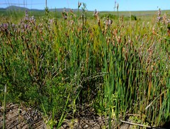 Hypodiscus procurrens