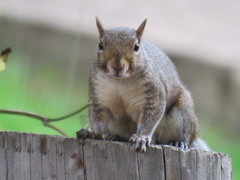 Sciurus carolinensis