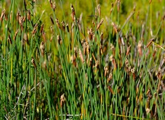 Hypodiscus procurrens