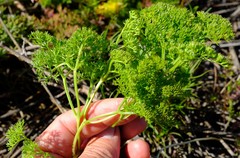Annesorhiza macrocarpa