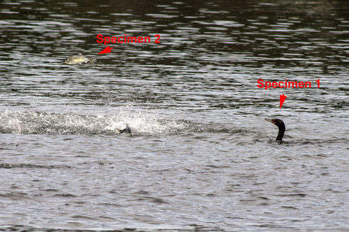 Atlantic Menhaden, Vinalhaven, ME, USA, photo 9 of 10