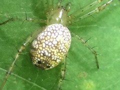 Mangora maculata