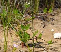 Dasispermum grandicarpum