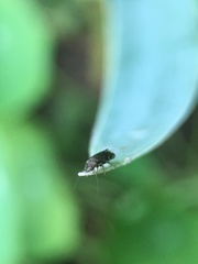 Lepidopsocidae