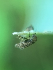 Lepidopsocidae